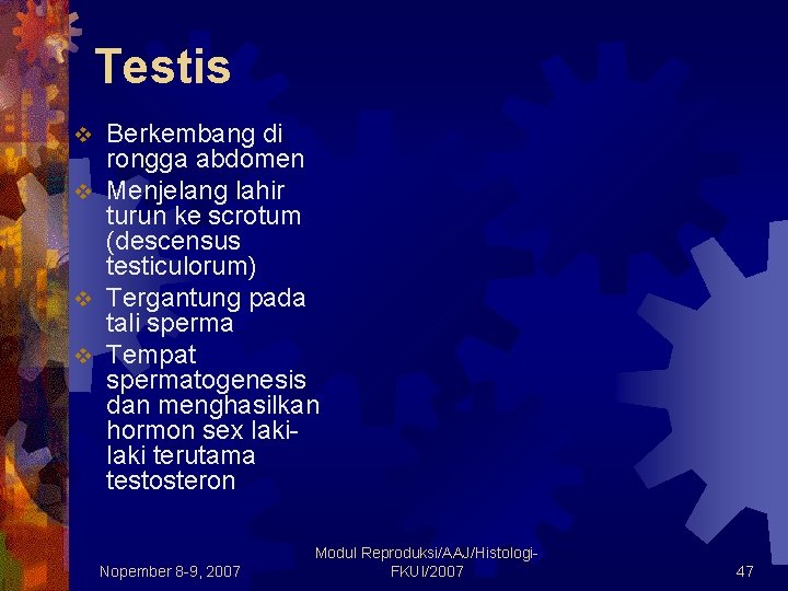 Testis Berkembang di rongga abdomen v Menjelang lahir turun ke scrotum (descensus testiculorum) v