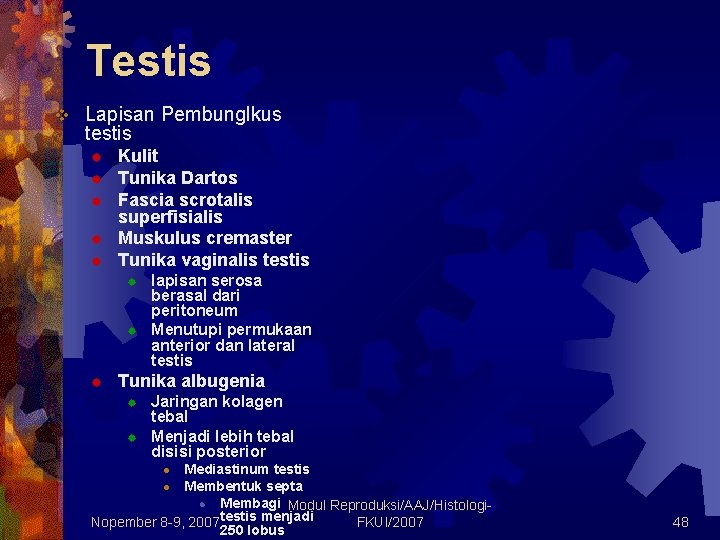 Testis v Lapisan Pembunglkus testis ® ® ® Kulit Tunika Dartos Fascia scrotalis superfisialis