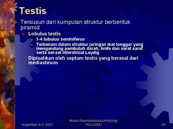 Testis v Tersusun dari kumpulan struktur berbentuk piramid ® Lobulus testis ® ® ® Testis v Tersusun dari kumpulan struktur berbentuk piramid ® Lobulus testis ® ® ®