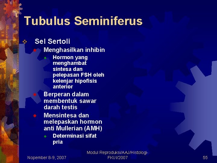 Tubulus Seminiferus v Sel Sertoli ® Menghasilkan inhibin ® ® ® Hormon yang menghambat