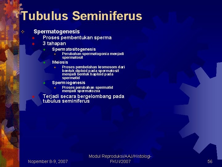 Tubulus Seminiferus v Spermatogenesis ® ® Proses pembentukan sperma 3 tahapan ® Spermatositogenesis l
