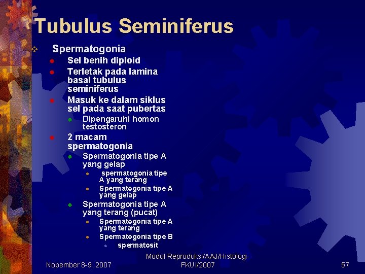 Tubulus Seminiferus v Spermatogonia ® ® ® Sel benih diploid Terletak pada lamina basal