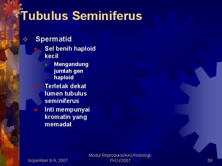 Tubulus Seminiferus v Spermatid ® Sel benih haploid kecil ® ® ® Mengandung jumlah