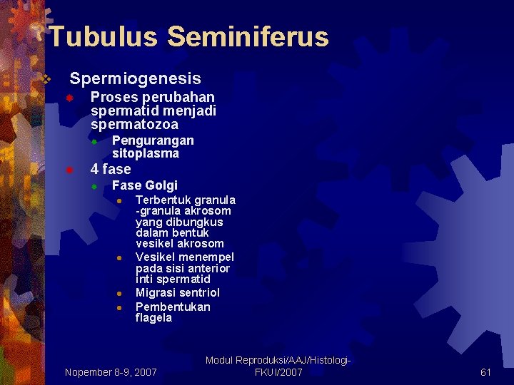 Tubulus Seminiferus v Spermiogenesis ® Proses perubahan spermatid menjadi spermatozoa ® ® Pengurangan sitoplasma Tubulus Seminiferus v Spermiogenesis ® Proses perubahan spermatid menjadi spermatozoa ® ® Pengurangan sitoplasma