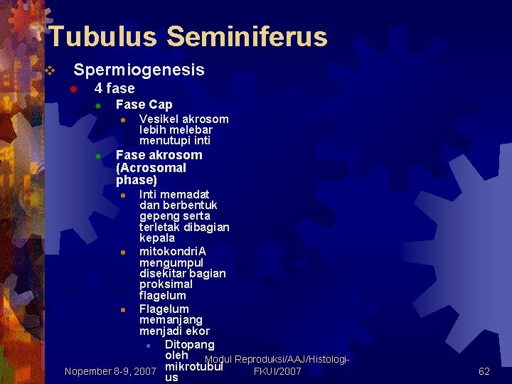 Tubulus Seminiferus v Spermiogenesis ® 4 fase ® Fase Cap l ® Vesikel akrosom Tubulus Seminiferus v Spermiogenesis ® 4 fase ® Fase Cap l ® Vesikel akrosom