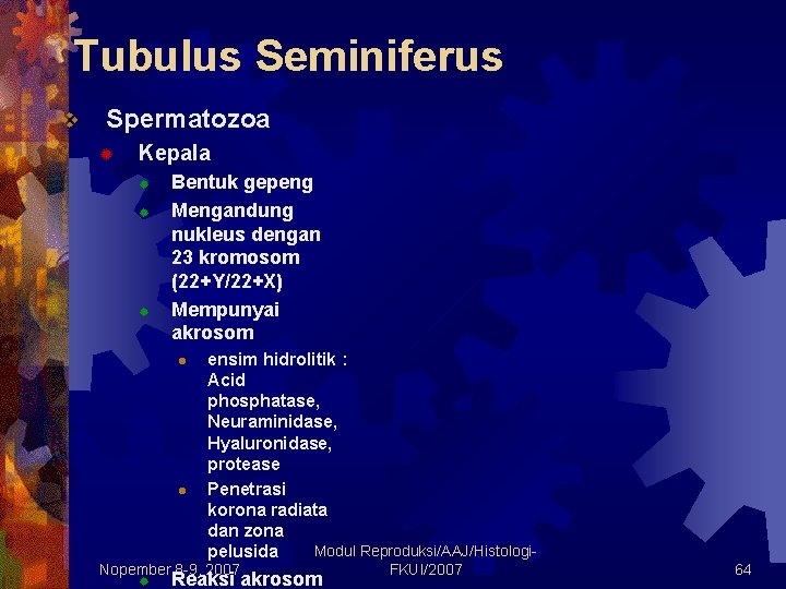 Tubulus Seminiferus v Spermatozoa ® Kepala ® ® ® Bentuk gepeng Mengandung nukleus dengan