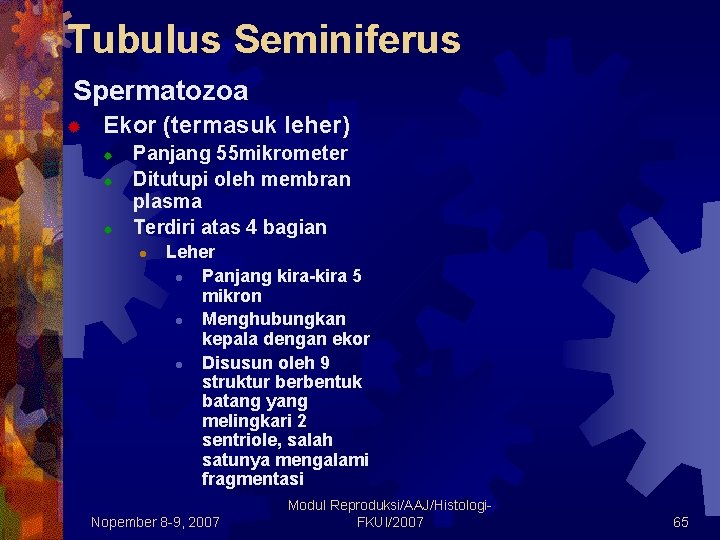 Tubulus Seminiferus v Spermatozoa ® Ekor (termasuk leher) ® ® ® Panjang 55 mikrometer