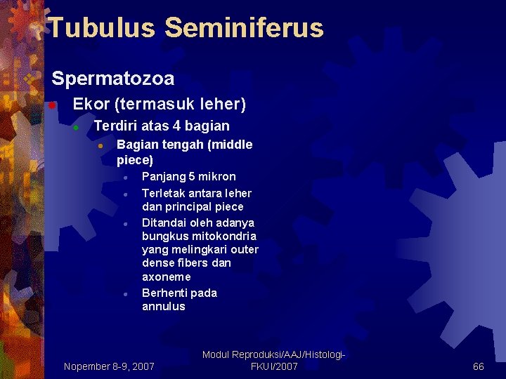 Tubulus Seminiferus v Spermatozoa ® Ekor (termasuk leher) ® Terdiri atas 4 bagian l