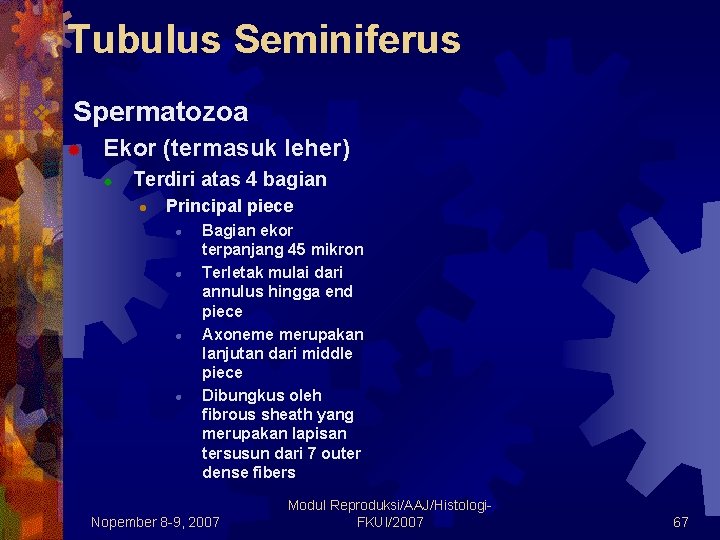 Tubulus Seminiferus v Spermatozoa ® Ekor (termasuk leher) ® Terdiri atas 4 bagian l Tubulus Seminiferus v Spermatozoa ® Ekor (termasuk leher) ® Terdiri atas 4 bagian l