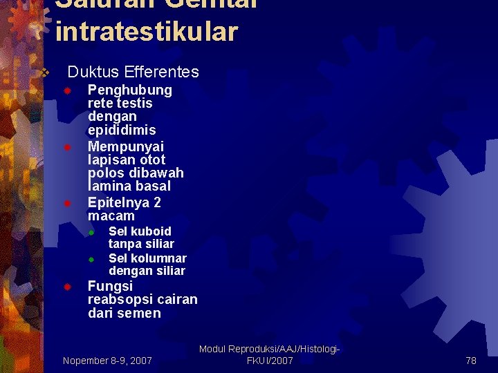 Saluran Genital intratestikular v Duktus Efferentes ® ® ® Penghubung rete testis dengan epididimis