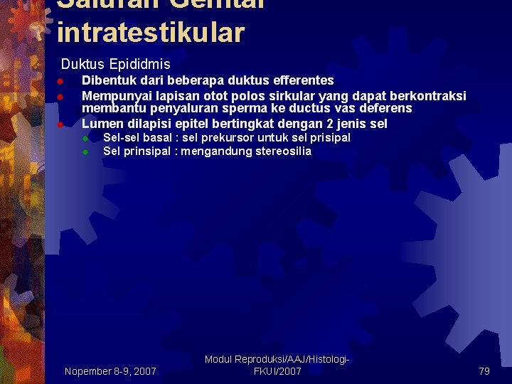 Saluran Genital intratestikular v Duktus Epididmis ® ® ® Dibentuk dari beberapa duktus efferentes Saluran Genital intratestikular v Duktus Epididmis ® ® ® Dibentuk dari beberapa duktus efferentes