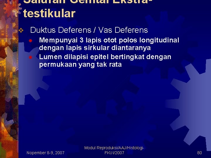 Saluran Genital Ekstratestikular v Duktus Deferens / Vas Deferens ® ® Mempunyai 3 lapis