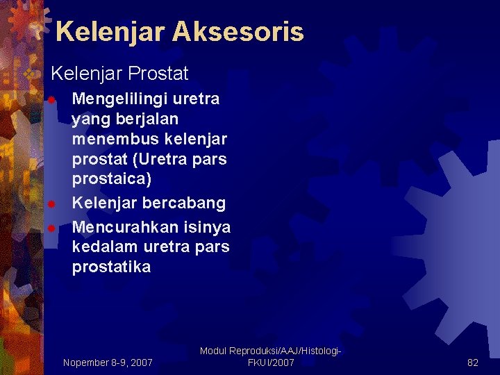 Kelenjar Aksesoris v Kelenjar Prostat ® ® ® Mengelilingi uretra yang berjalan menembus kelenjar