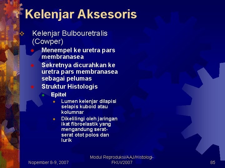 Kelenjar Aksesoris v Kelenjar Bulbouretralis (Cowper) ® ® ® Menempel ke uretra pars membranasea Kelenjar Aksesoris v Kelenjar Bulbouretralis (Cowper) ® ® ® Menempel ke uretra pars membranasea