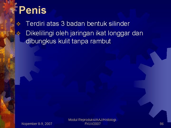 Penis Terdiri atas 3 badan bentuk silinder v Dikelilingi oleh jaringan ikat longgar dan Penis Terdiri atas 3 badan bentuk silinder v Dikelilingi oleh jaringan ikat longgar dan