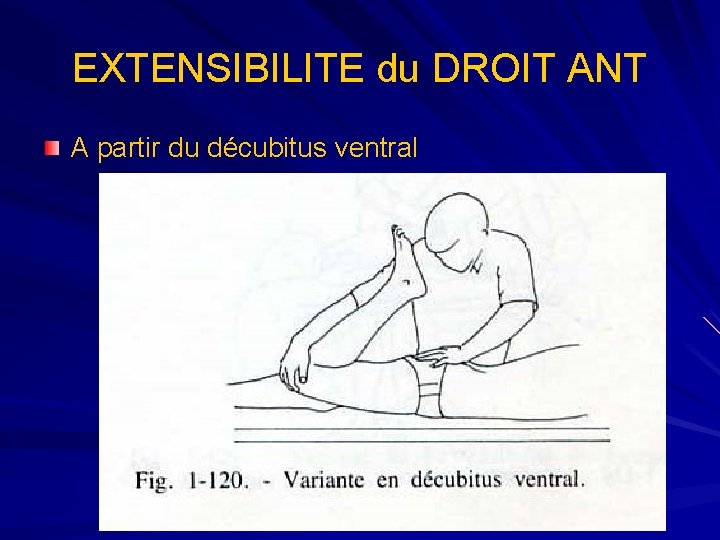 EXTENSIBILITE du DROIT ANT A partir du décubitus ventral 