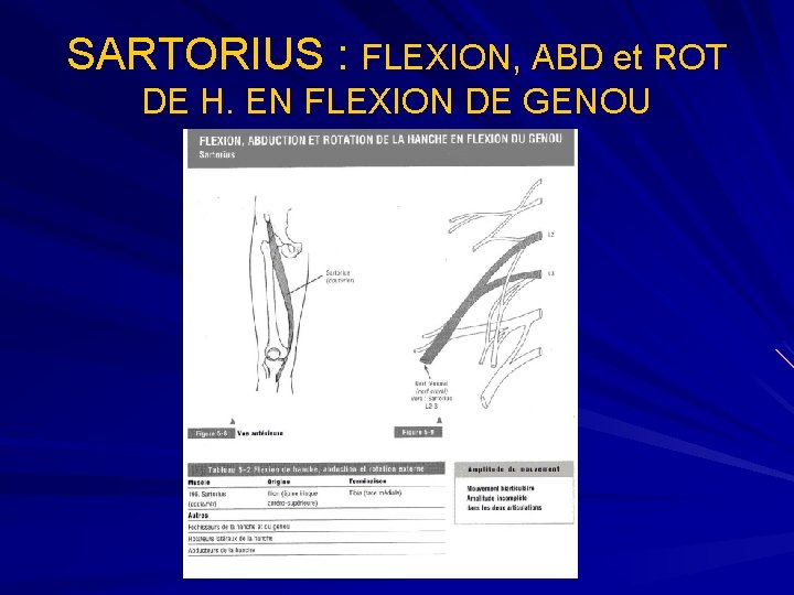 SARTORIUS : FLEXION, ABD et ROT DE H. EN FLEXION DE GENOU 