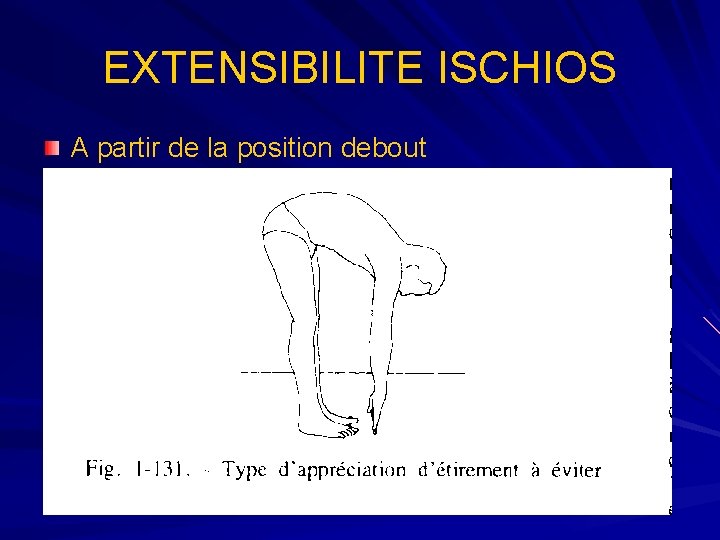 EXTENSIBILITE ISCHIOS A partir de la position debout 