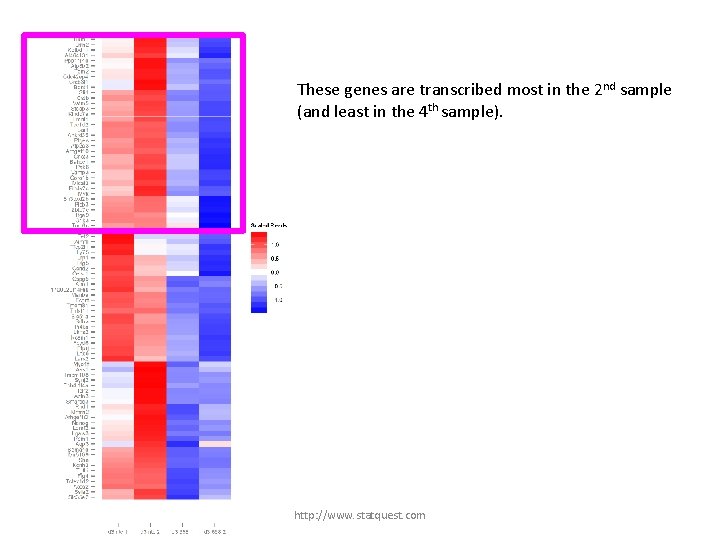 These genes are transcribed most in the 2 nd sample (and least in the