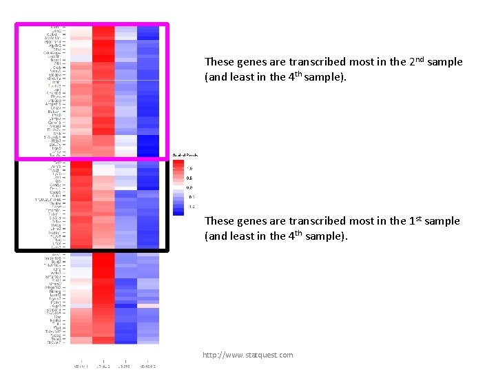 These genes are transcribed most in the 2 nd sample (and least in the