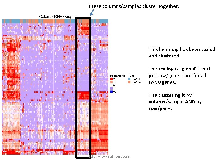 These columns/samples cluster together. This heatmap has been scaled and clustered. The scaling is