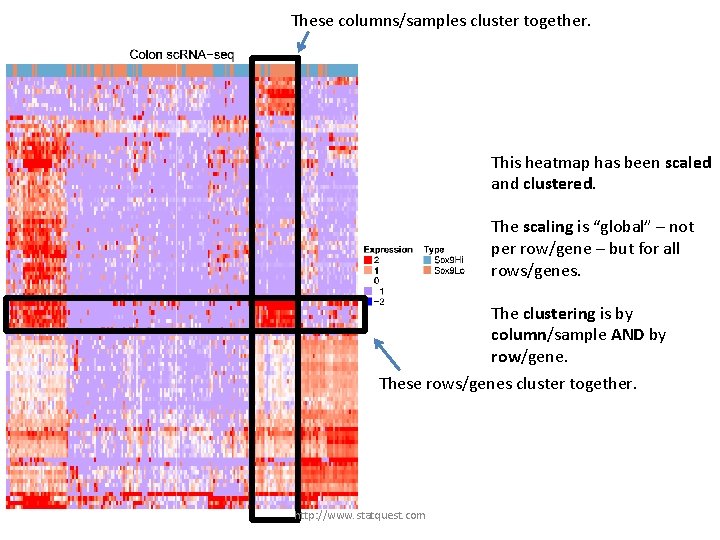 These columns/samples cluster together. This heatmap has been scaled and clustered. The scaling is