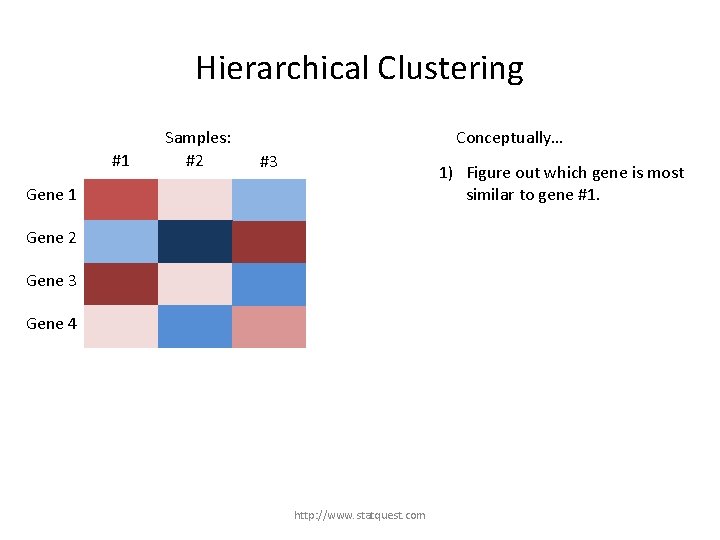 Hierarchical Clustering #1 Samples: #2 Conceptually… #3 1) Figure out which gene is most