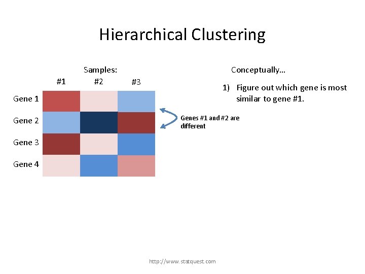 Hierarchical Clustering #1 Samples: #2 Conceptually… #3 1) Figure out which gene is most