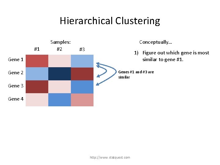 Hierarchical Clustering #1 Samples: #2 Conceptually… #3 1) Figure out which gene is most