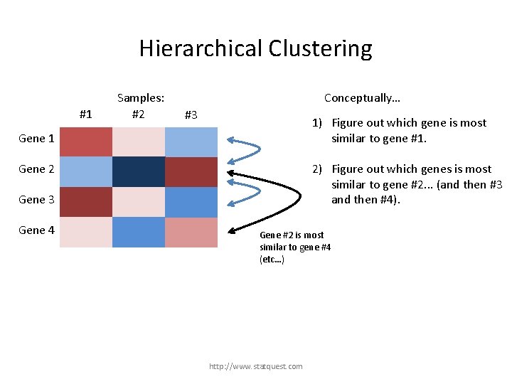 Hierarchical Clustering #1 Samples: #2 Conceptually… #3 1) Figure out which gene is most