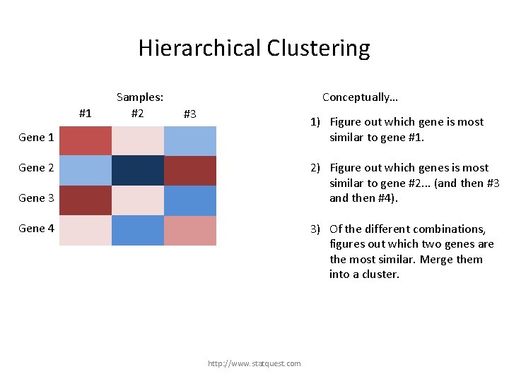 Hierarchical Clustering #1 Samples: #2 Conceptually… #3 1) Figure out which gene is most