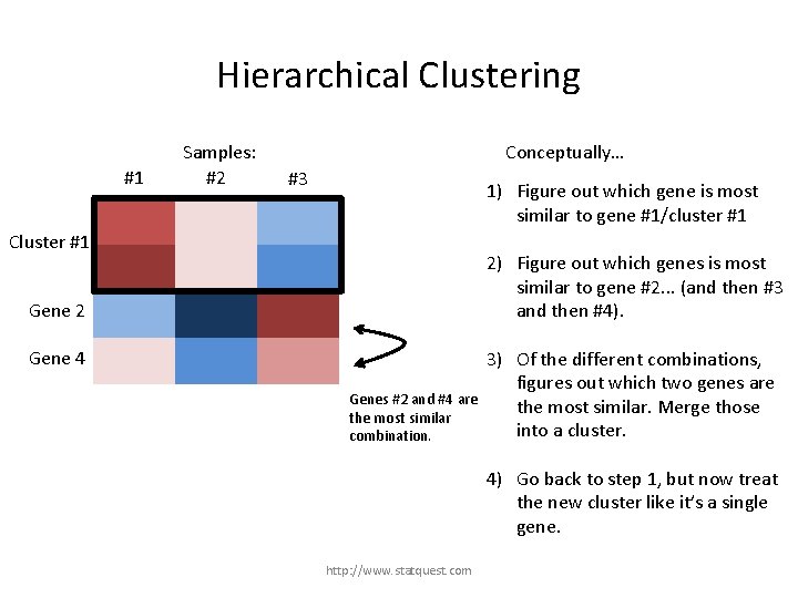 Hierarchical Clustering #1 Samples: #2 Conceptually… #3 1) Figure out which gene is most