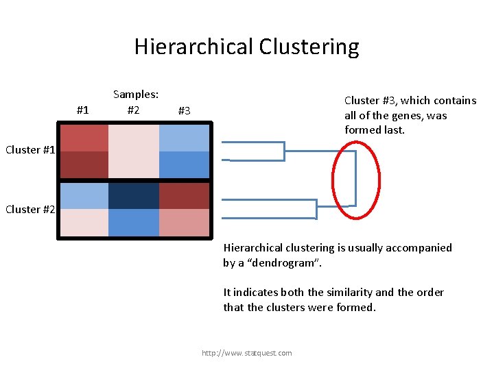 Hierarchical Clustering #1 Samples: #2 Cluster #3, which contains all of the genes, was