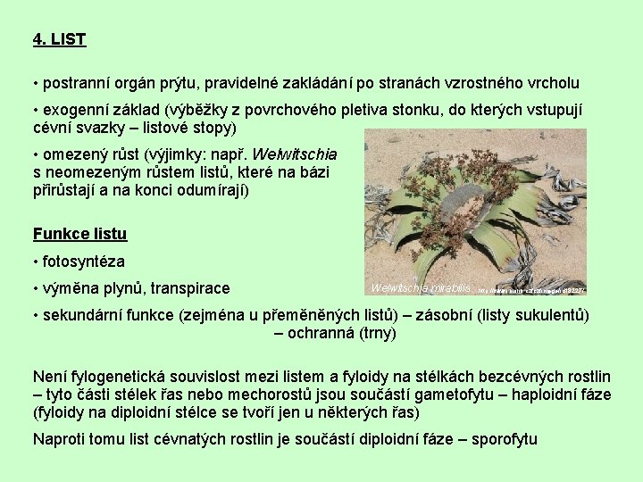 4. LIST • postranní orgán prýtu, pravidelné zakládání po stranách vzrostného vrcholu • exogenní