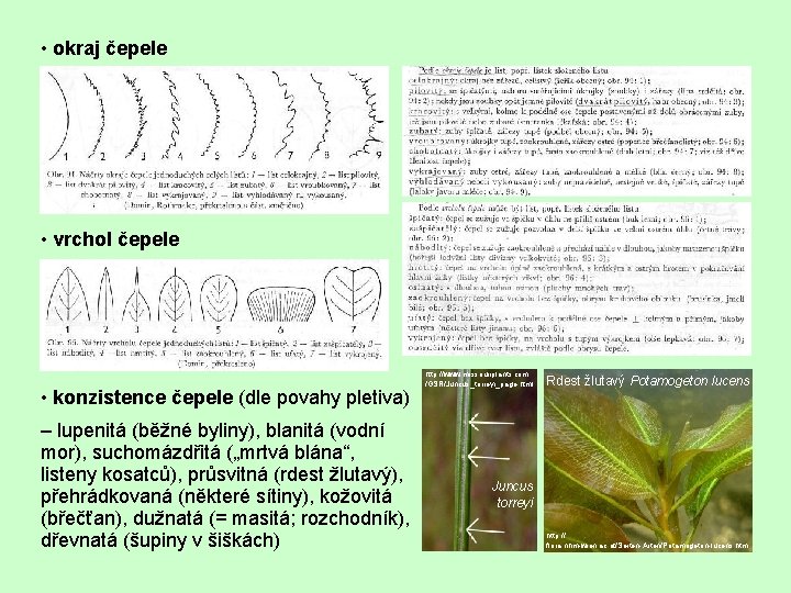 • okraj čepele • vrchol čepele • konzistence čepele (dle povahy pletiva) –