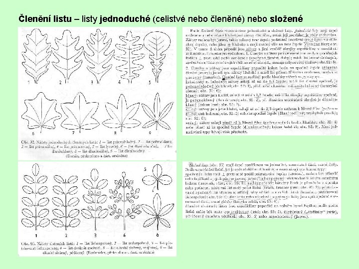 Členění listu – listy jednoduché (celistvé nebo členěné) nebo složené 