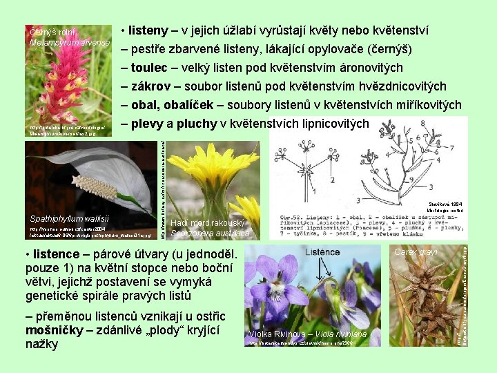 Černýš rolní Melampyrum arvense • listeny – v jejich úžlabí vyrůstají květy nebo květenství