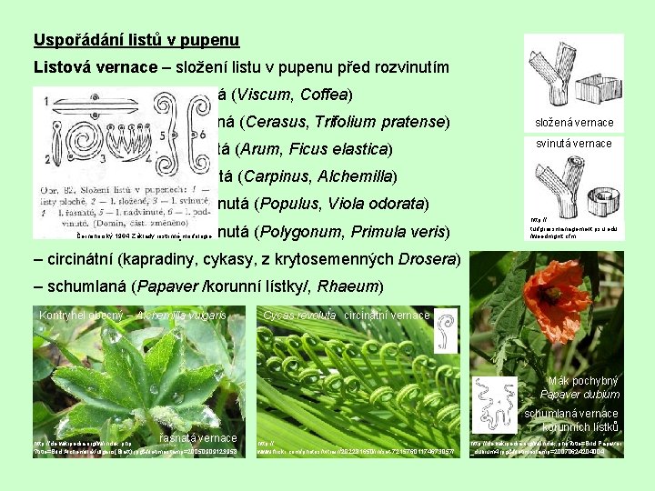 Uspořádání listů v pupenu Listová vernace – složení listu v pupenu před rozvinutím –