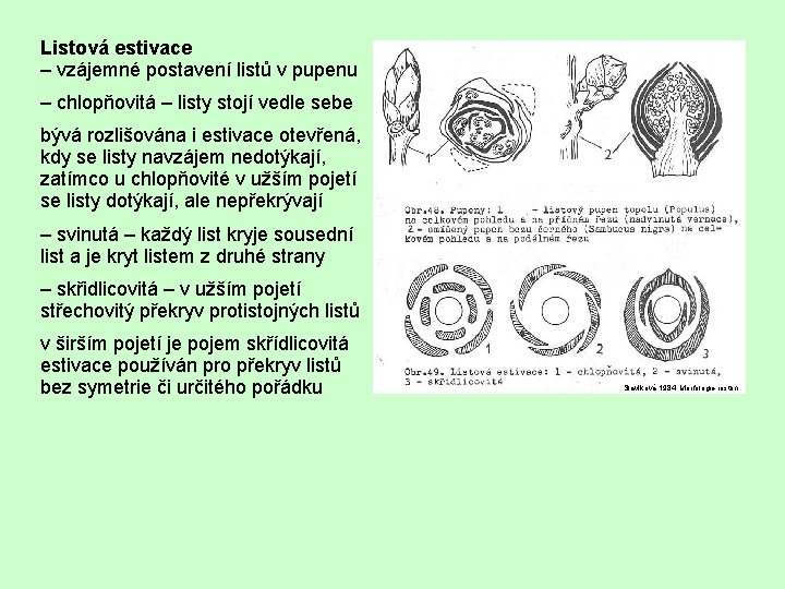 Listová estivace – vzájemné postavení listů v pupenu – chlopňovitá – listy stojí vedle