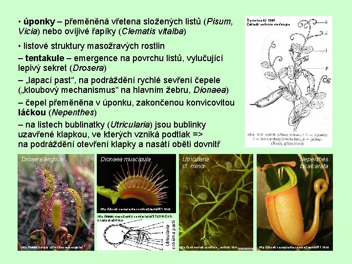  • úponky – přeměněná vřetena složených listů (Pisum, Vicia) nebo ovíjivé řapíky (Clematis