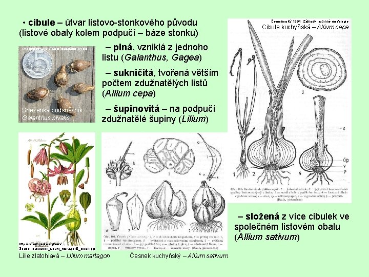  • • cibule – útvar listovo-stonkového původu (listové obaly kolem podpučí – báze