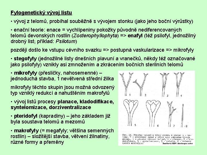 Fylogenetický vývoj listu • vývoj z telomů, probíhal souběžně s vývojem stonku (jako jeho