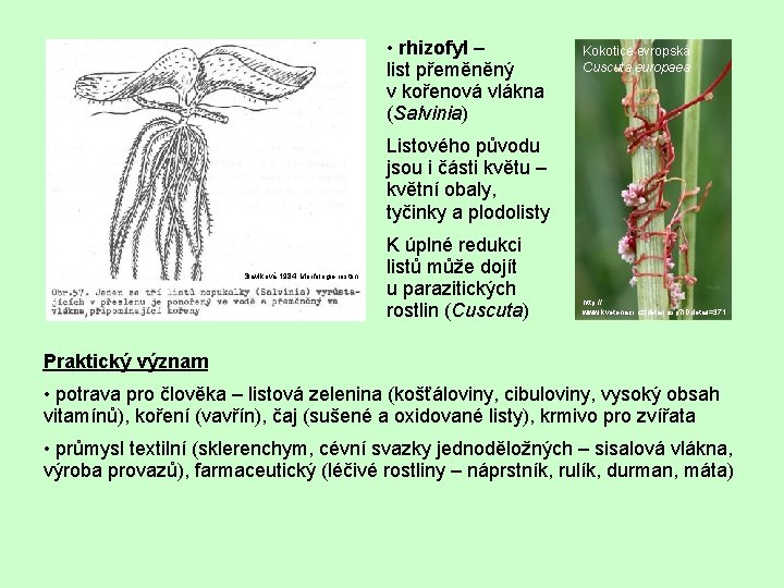  • rhizofyl – list přeměněný v kořenová vlákna (Salvinia) Kokotice evropská Cuscuta europaea