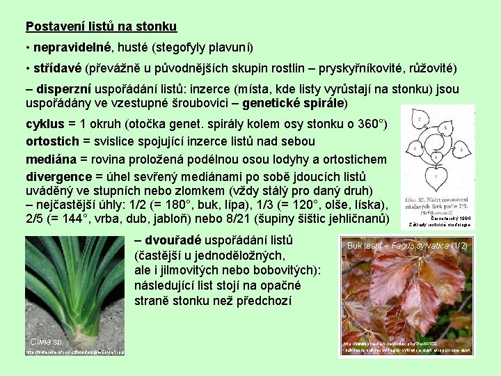 Postavení listů na stonku • nepravidelné, husté (stegofyly plavuní) • střídavé (převážně u původnějších