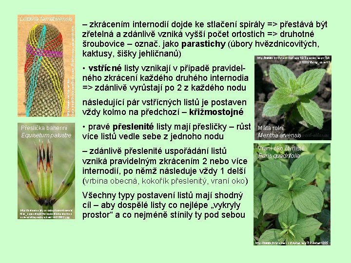 http: //www. cactus-art. biz /note-book/Dictionary_P/dictionary_parastich. htm Lobivia famativensis Přeslička bahenní Equisetum palustre – zkrácením