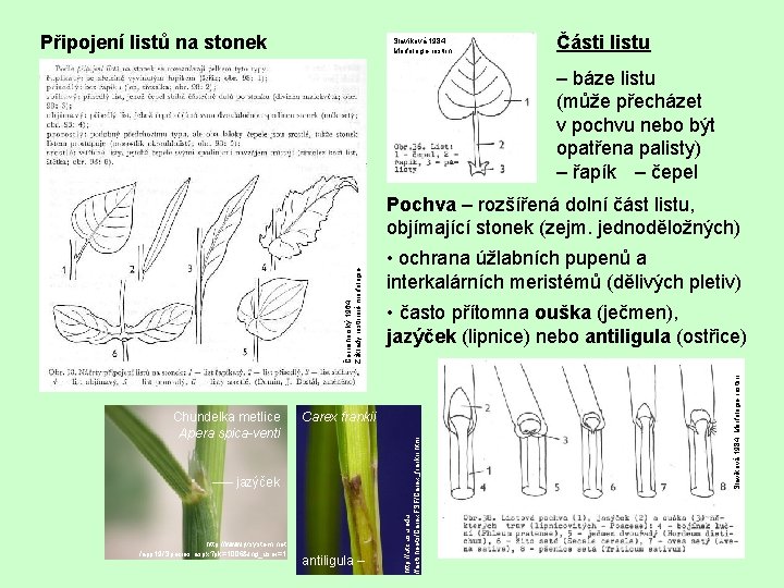 Připojení listů na stonek Slavíková 1984 Morfologie rostlin Části listu – báze listu (může