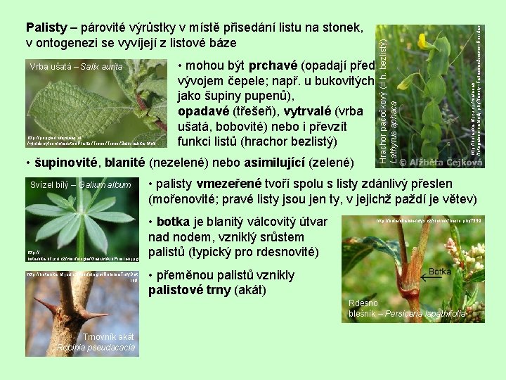 http: //popgen. unimaas. nl /~jlindsey/commanster/Plants/Trees/Salix. aurita. html • mohou být prchavé (opadají před vývojem
