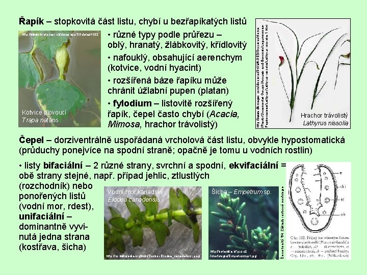 http: //www. kvetenacr. cz/detail. asp? IDdetail=152 http: //www. dkimages. com/discover/DKIMAGES/Discover/Home /Plants/Ornamental-Groups/Annuals-and-Biennials/Leguminosae. Papilionaceae/Lathyrus-nissolia/Lathyrus-nissolia-1. html Řapík