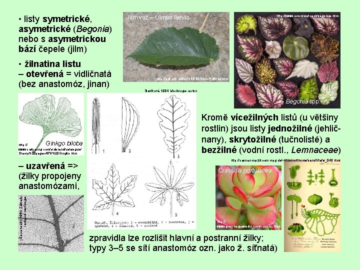  • listy symetrické, asymetrické (Begonia) nebo s asymetrickou bází čepele (jilm) • žilnatina