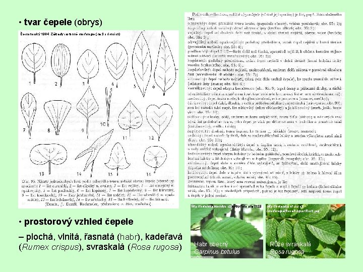  • tvar čepele (obrys) Černohorský 1964: Základy rostlinné morfologie (na 3 snímcích) http: